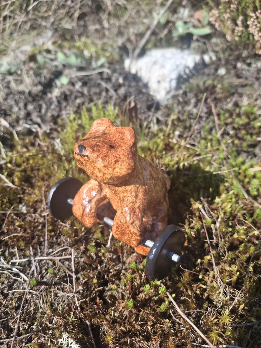 Karhu nostaa käsipainoja sammaleella